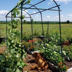 Titan Squash Tunnel Grow Perfect Squash and Melons